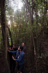 descubriendoa arboles en llamas